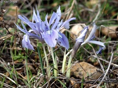 Iris vartanii