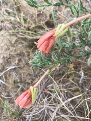 Oenothera mollissima