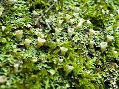 Cladonia pocillum