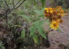 Verbesina angustifolia
