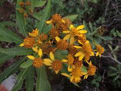 Verbesina angustifolia