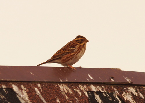 Escribano rústico (Emberiza rustica)