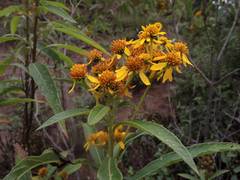 Verbesina angustifolia