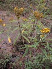 Verbesina angustifolia