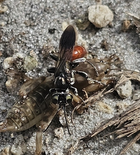 Wasp (Larra bicolor) photo 4