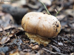 Cortinarius crustulinus