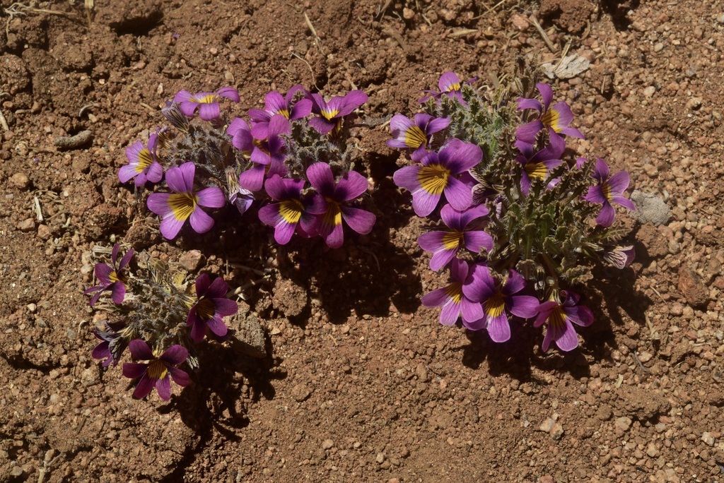 Viola marcelorosasii