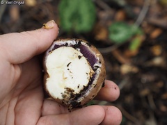 Cortinarius crustulinus