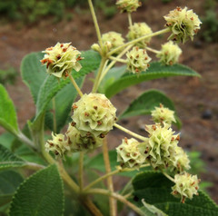 Lippia umbellata