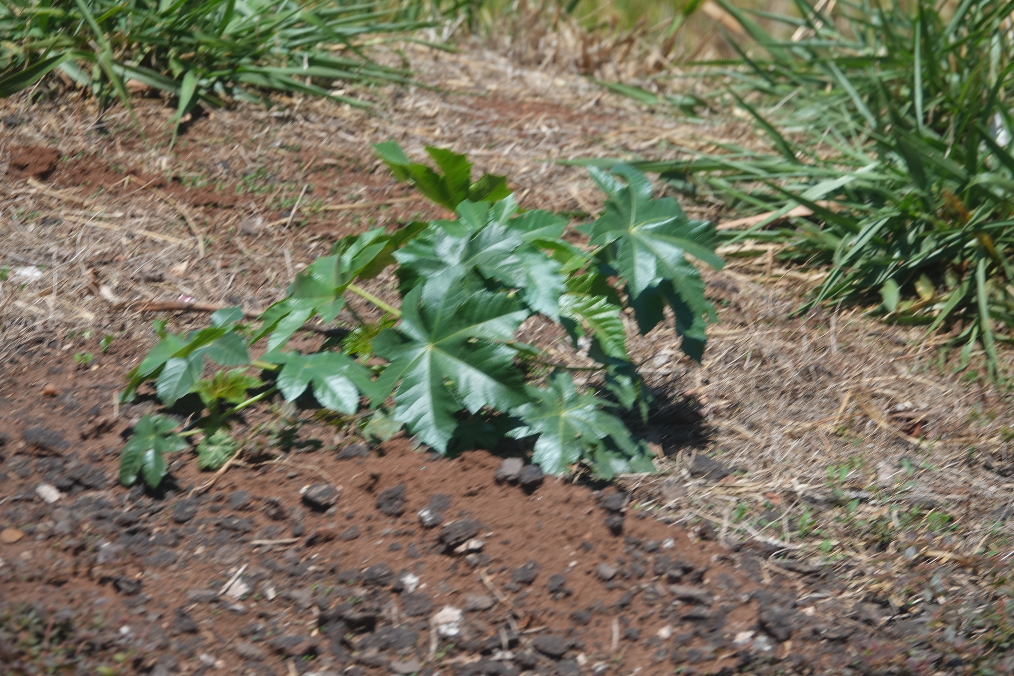 Ricinus communis