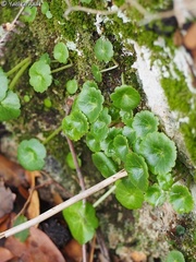 Umbilicus intermedius