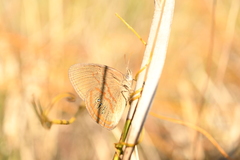Neonympha areolatus