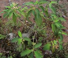 Lippia umbellata
