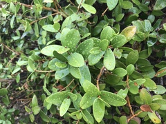 Daphnopsis racemosa