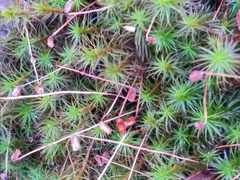 Polytrichastrum ohioense