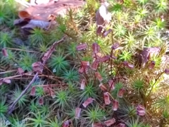 Polytrichastrum ohioense