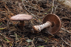 Agaricus brunneofibrillosus