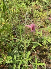 Sesamum triphyllum triphyllum