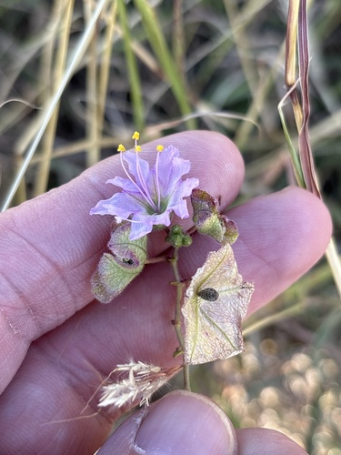 Narrowleaf Four o'Clock (Mirabilis linearis)