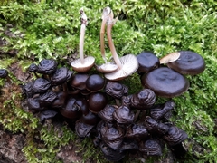 Mycena tintinnabulum