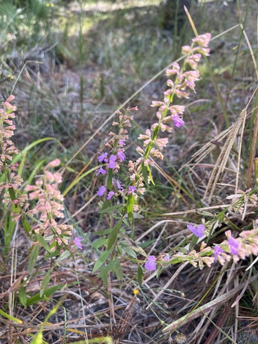 Dicerandra densiflora