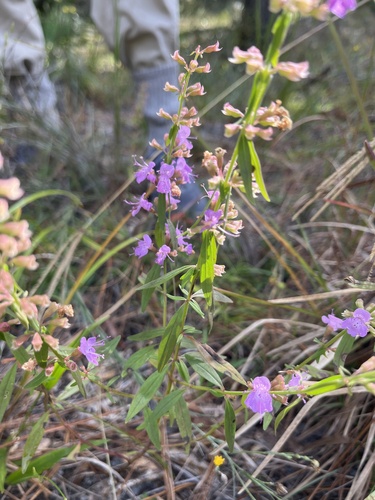 Dicerandra densiflora, photograph 2