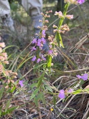 Dicerandra densiflora, photograph (c) Pam Kleinsasser, some rights reserved (CC BY)