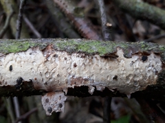 Vuilleminia comedens