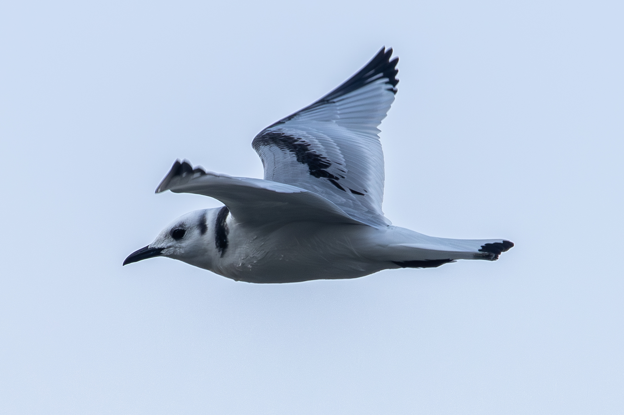Black-legged Kittiwake