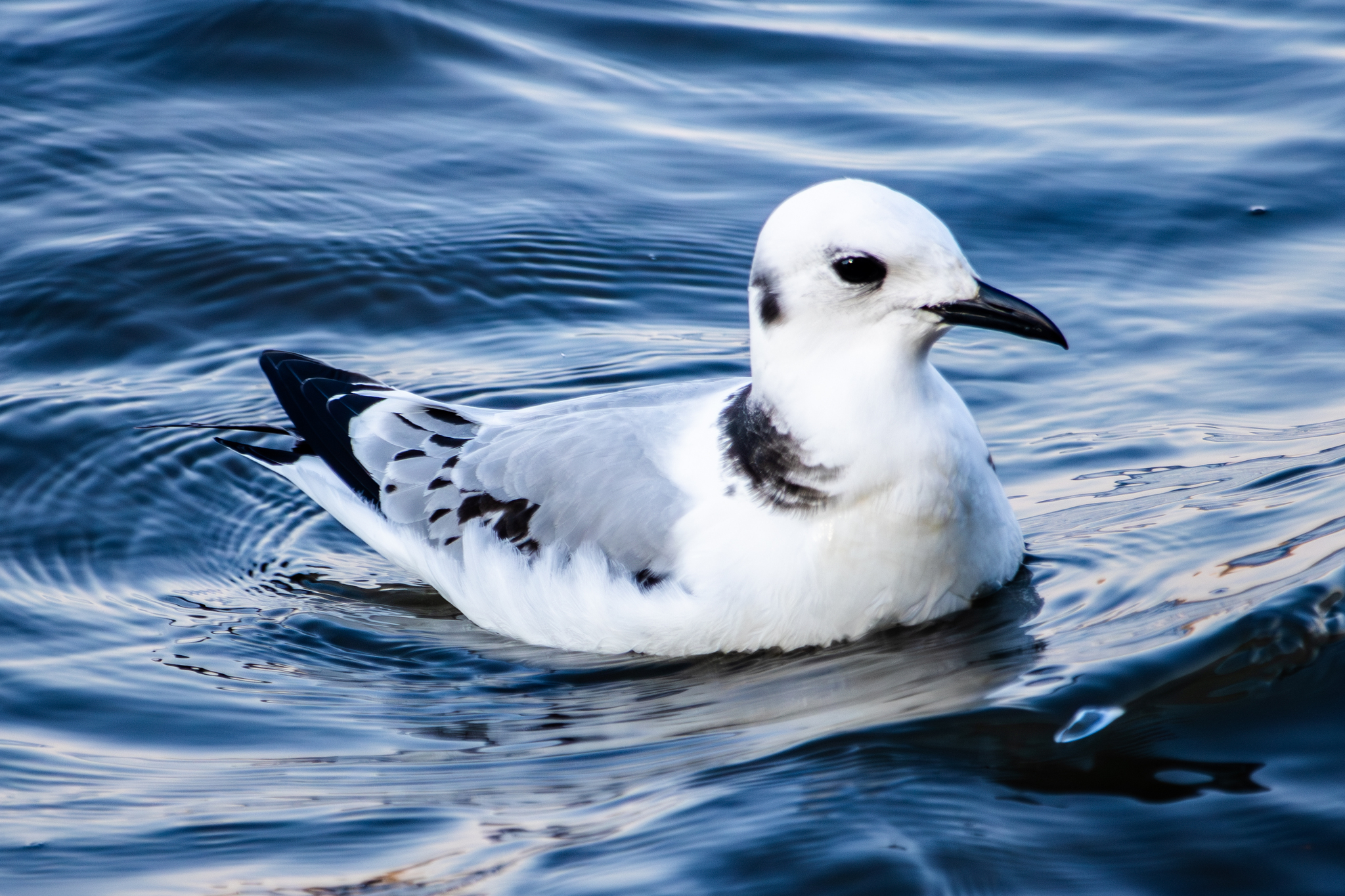 Black-legged Kittiwake