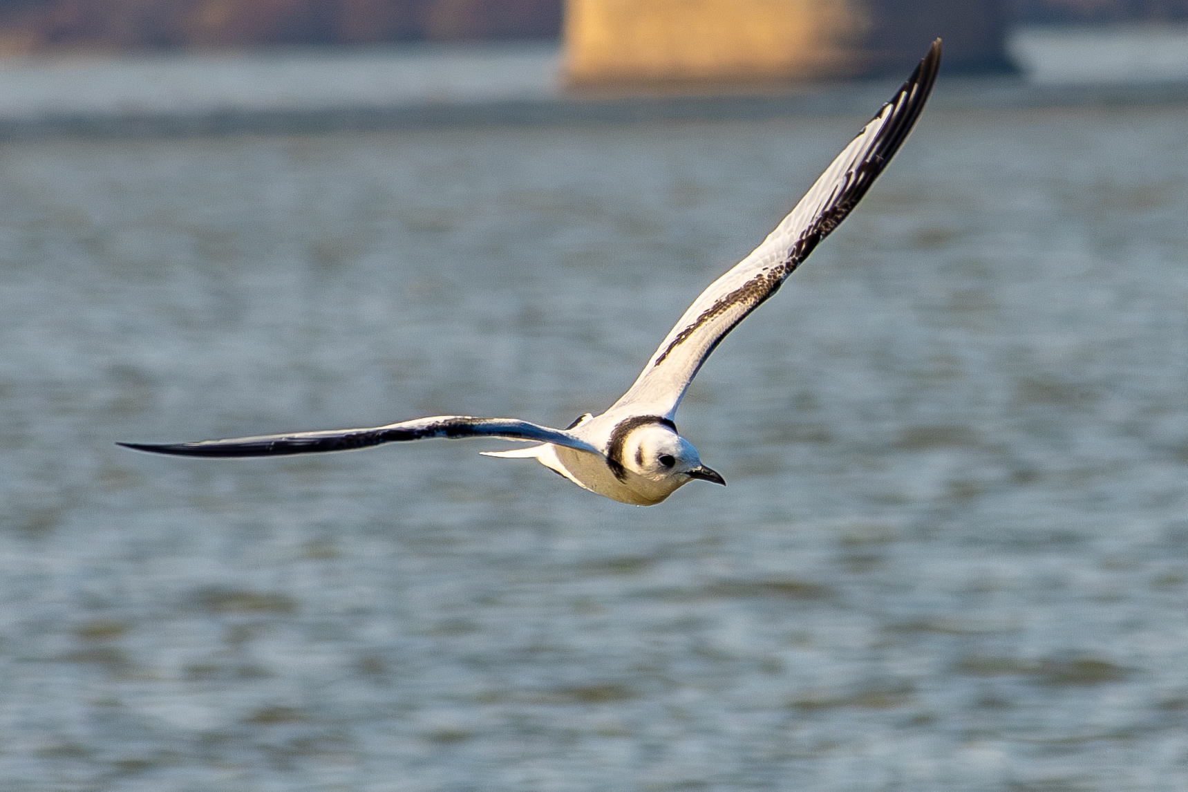 Black-legged Kittiwake