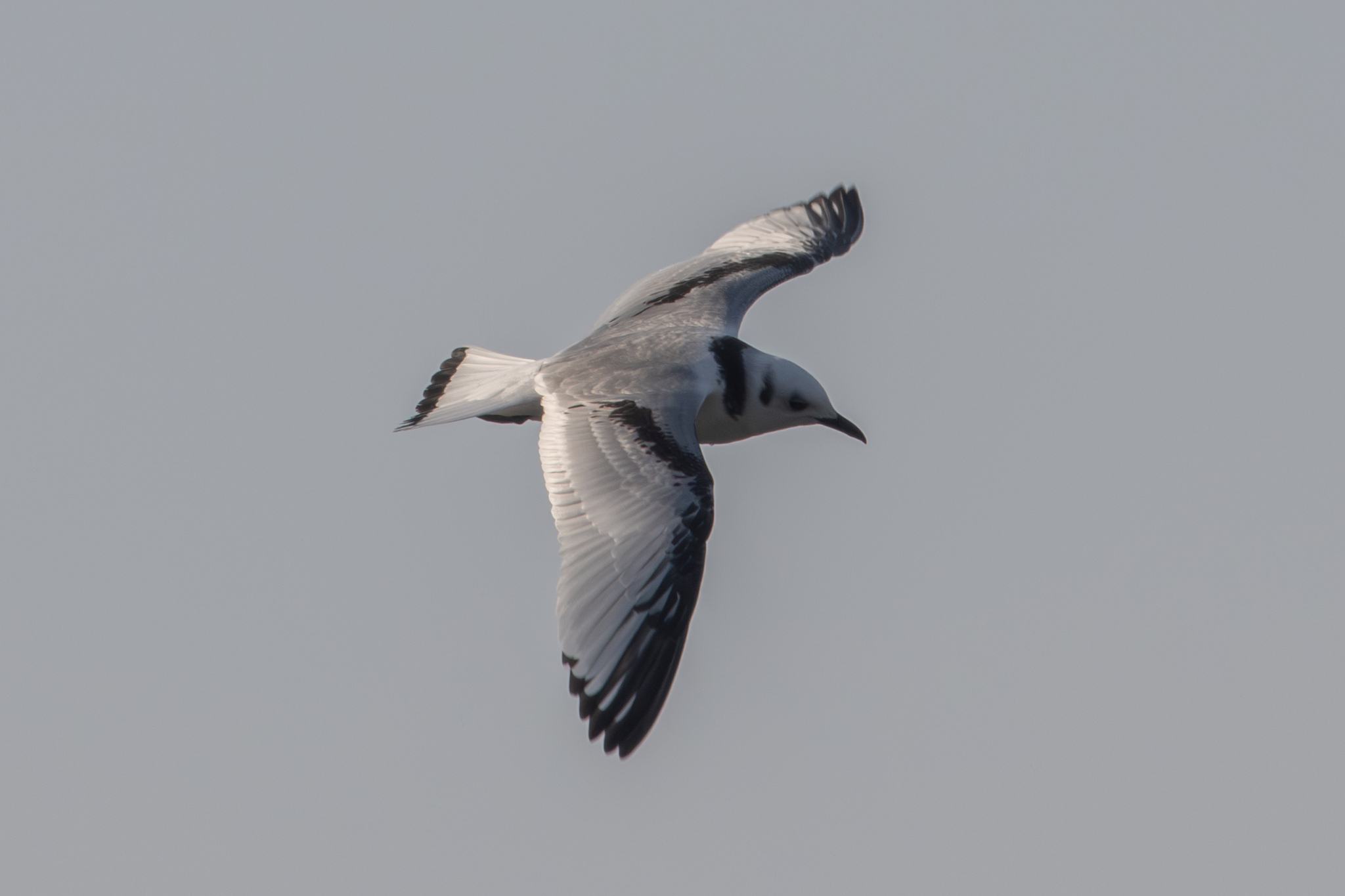 Black-legged Kittiwake