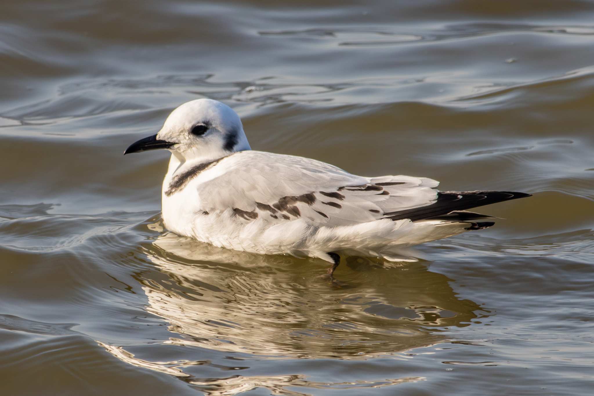 Black-legged Kittiwake