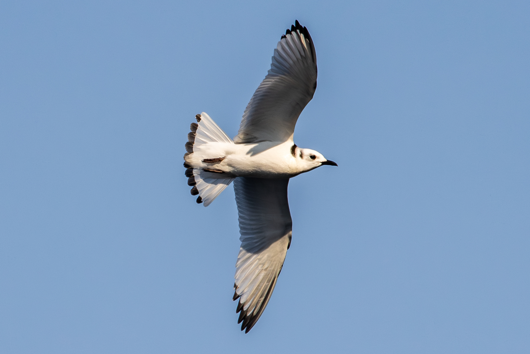 Black-legged Kittiwake