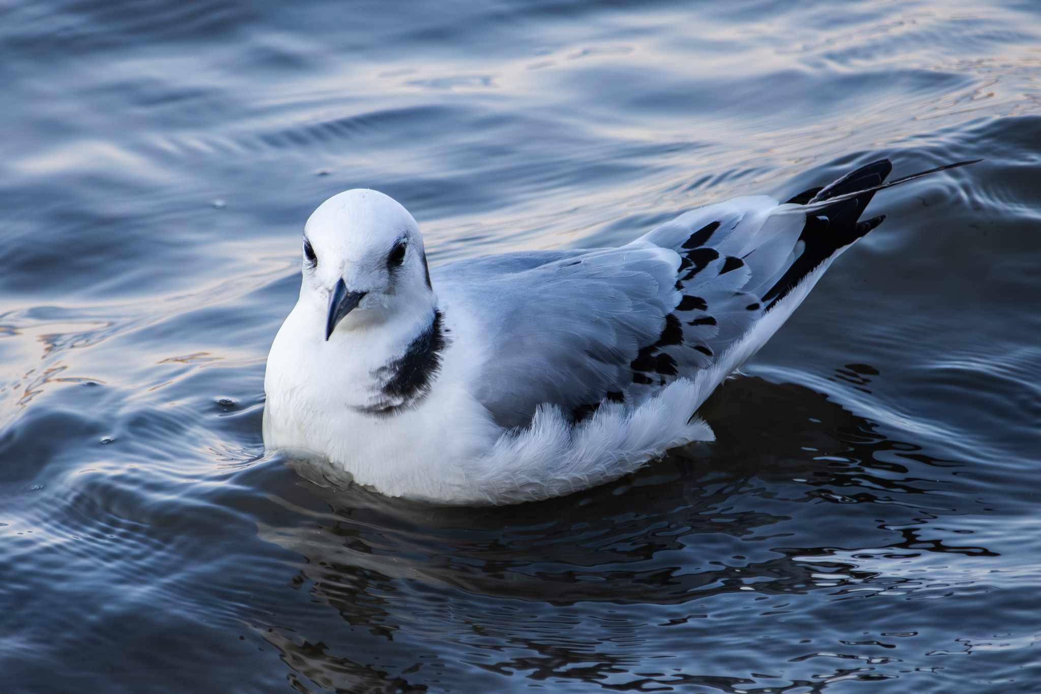 Black-legged Kittiwake