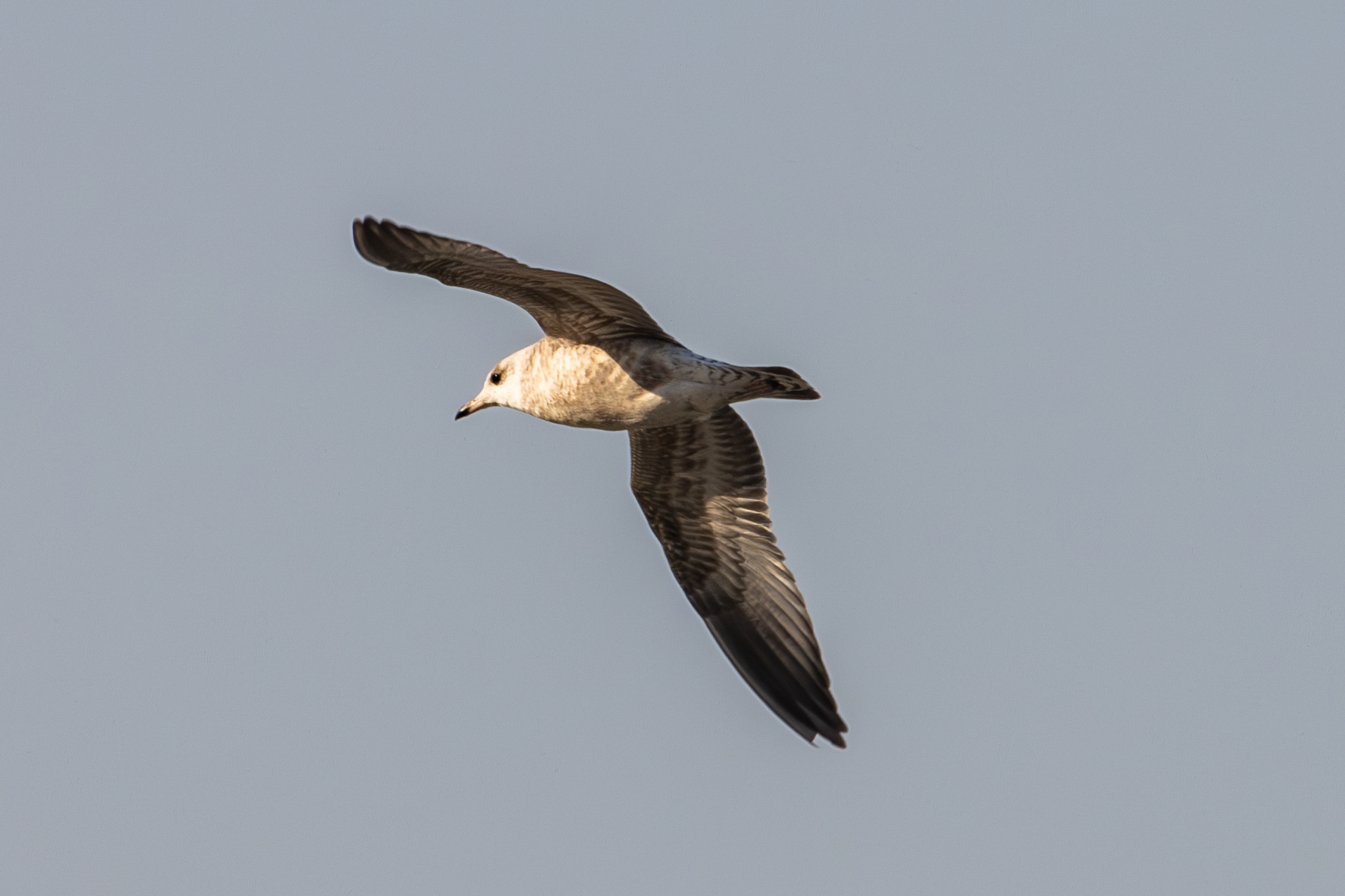 Common Gull