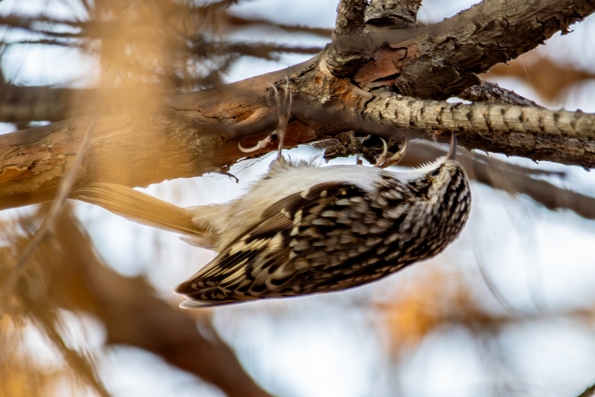 Eurasian Treecreeper