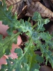 Senecio vulgaris