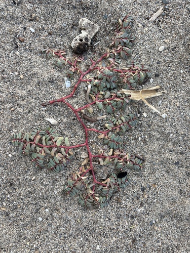 purple spurge