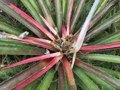 Bromelia antiacantha