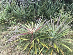 Bromelia antiacantha