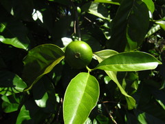 Cordiera sessilis
