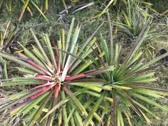 Bromelia antiacantha