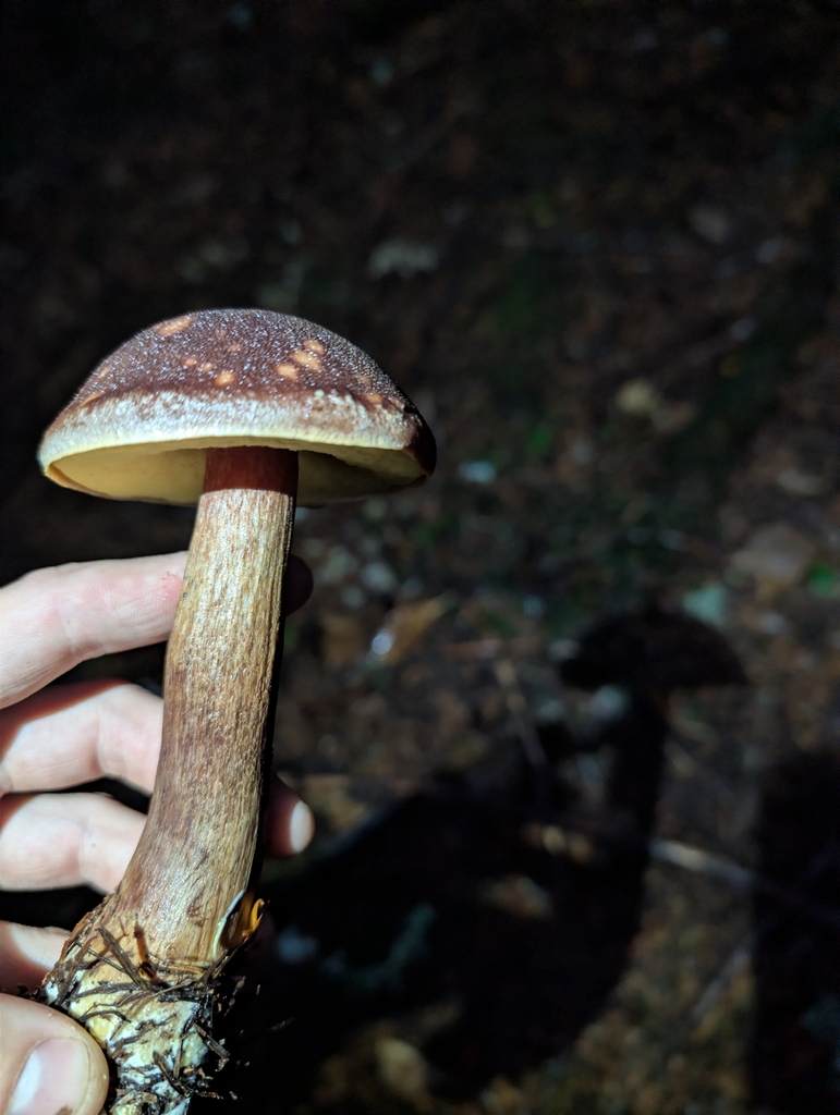 Aureoboletus mirabilis · November 2025 · photo: © drew_meyer (iNaturalist, cc0)