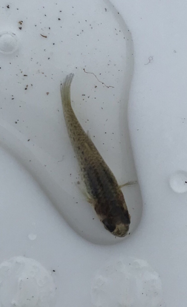 Jenynsia multidentata