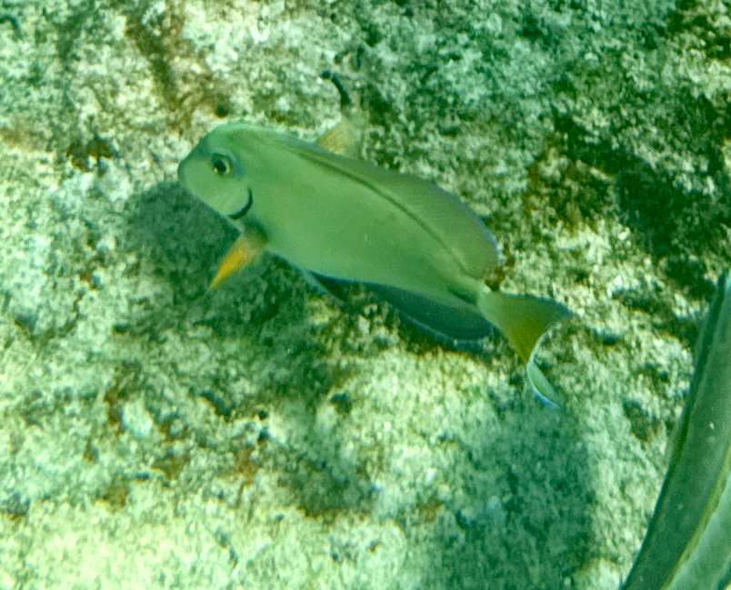 Caribbean Ocean Surgeonfish from BQ on November 6, 2025 at 09:29 AM by ...