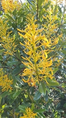 Vochysiaceae