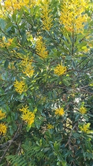 Vochysiaceae