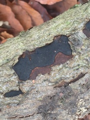 Biscogniauxia nummularia