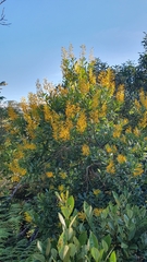 Vochysiaceae